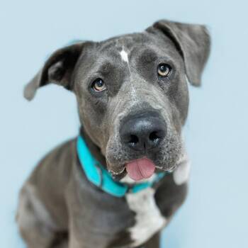 Rescue Great Dane Dogs for Adoption in Scottsdale, Arizona - Chopper | PetCurious