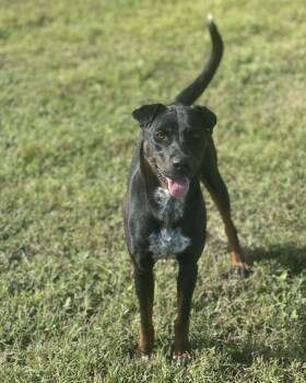 Rescue Black Labrador Retriever Dogs for Adoption in Huntsville, Texas - Iris | PetCurious
