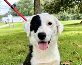Harlequin -  Border Collie Dog for Adoption in Washington, District Of Columbia - Harlequin | PetCurious
