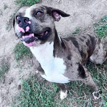 Leo -  Mixed Breed and Catahoula Leopard Dog Dog for Adoption in Bismarck, North Dakota - Leo | PetCurious
