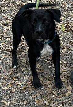 Rescue Labrador Retriever and Pit Bull Terrier Dogs for Adoption in Spartanburg, South Carolina - Lily | PetCurious