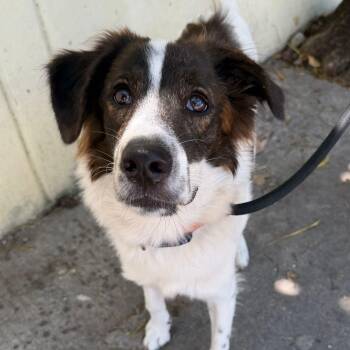 Border Collie and English Cocker Spaniel Dogs Available for Adoption in New York, New York - Cheetos | PetCurious