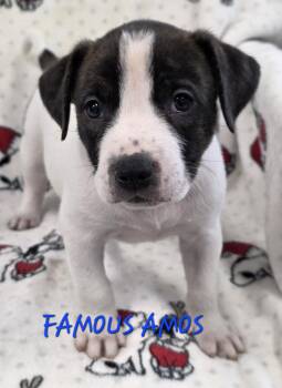 Cattle Dog Dogs Available for Adoption in Momence, Illinois - Famous Amos | PetCurious