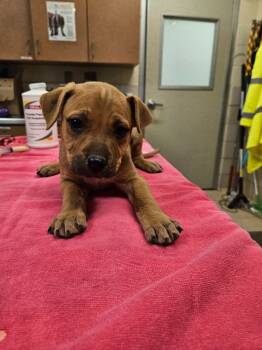 Rescue Labrador Retriever and Mixed Breed Dogs for Adoption in Bossier City, Louisiana - Snickerdoodle | PetCurious