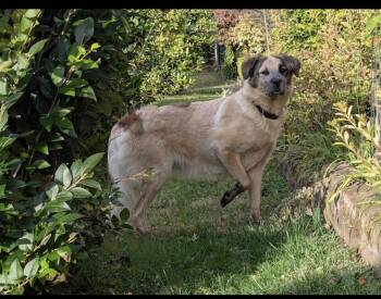 Rescue Great Pyrenees Dogs for Adoption in Indiana, Pennsylvania - Molly | PetCurious