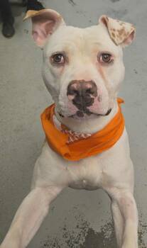 Rescue Pit Bull Terrier Dogs for Adoption in Eagle, Idaho - Monkey *Courtesy Post. Out Of Town Pet. See Below For Details* | PetCurious