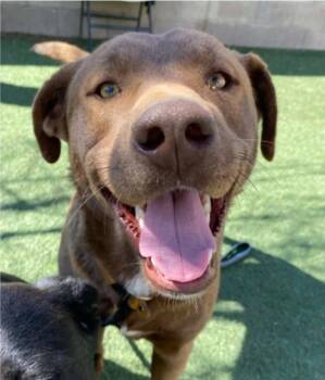 Labrador Retriever Dogs Available for Adoption - Charlie | PetCurious