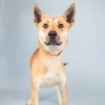 Mixed Breed Dogs Available for Adoption in Portland, Oregon - Ruth | PetCurious
