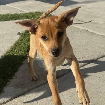 Mr. Adorable Pico -  Chihuahua Dog for Adoption in Ridgefield, Washington - Mr. Adorable Pico | PetCurious