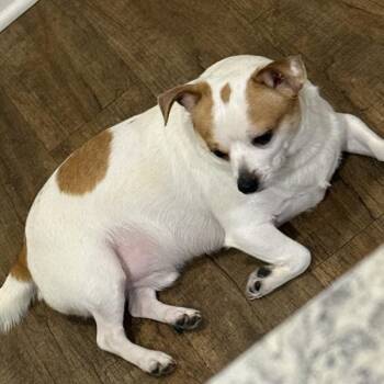 Chipi -- Bonded Buddy With Mickey -  Chihuahua Dog for Adoption in Des Moines, Iowa - Chipi -- Bonded Buddy With Mickey | PetCurious