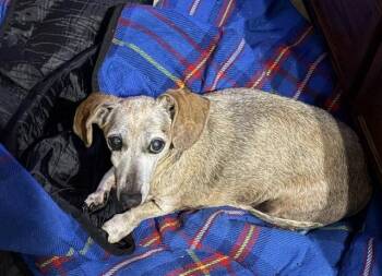 Ginger -  Dachshund Dog for Adoption in Houston, Texas - Ginger | PetCurious