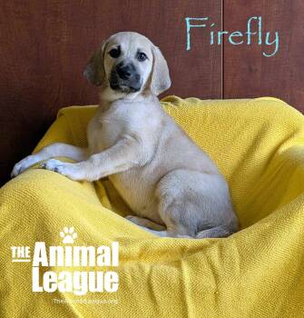 Firefly -  Labrador Retriever Dog for Adoption in Groveland, Florida - Firefly | PetCurious