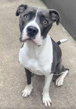 Orleana -  Pit Bull Terrier Dog for Adoption in Chicago, Illinois - Orleana | PetCurious
