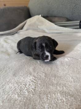 Timber - Brynns litter -  American Staffordshire Terrier Dog for Adoption in Holly Springs, North Carolina - Timber - Brynns Litter | PetCurious