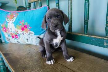Reba -  Labrador Retriever and Catahoula Leopard Dog Dog for Adoption in San Antonio, Texas - Reba | PetCurious