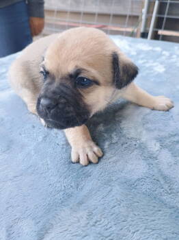 Rescue Pug and Australian Shepherd Dogs for Adoption in New Castle, Delaware - Saturn | PetCurious