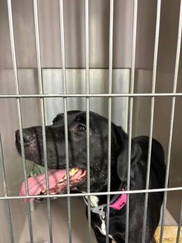 Sierra -  Mixed Breed Dog for Adoption in New York, New York - Sierra | PetCurious