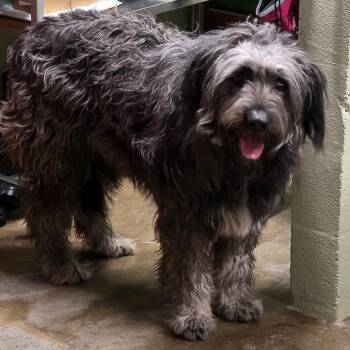 Labrador Retriever and Poodle Dogs Available for Adoption - Teddy | PetCurious