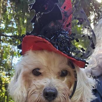 Rescue Maltese and Poodle Dogs for Adoption in St. Peters, Missouri - Clover | PetCurious