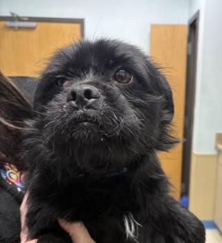 Pug Dogs Available for Adoption - Seamus | PetCurious