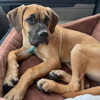 Crypto -  Mastiff and Mixed Breed Dog for Adoption in Daphne, Alabama - Crypto | PetCurious