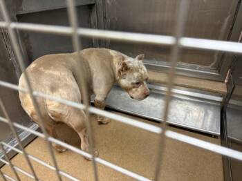 Pit Bull Terrier Dogs Available for Adoption - STYLES | PetCurious