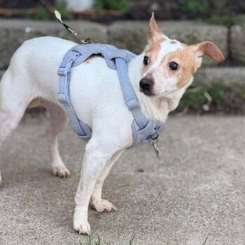 Jack Russell Terrier Dogs Available for Adoption in Ashville, Ohio - Bonnie & Clyde - Bonnie | PetCurious