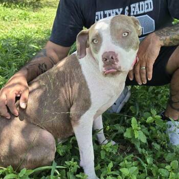 Rescue American Staffordshire Terrier Dogs for Adoption in Kempner, Texas - Felicity | PetCurious