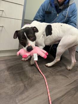 Terrier Dogs Available for Adoption in Auburn, Indiana - Daisy Moo Cow | PetCurious