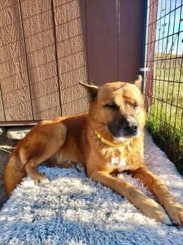 Rescue Mixed Breed Dogs for Adoption in Wilsall, Montana - Toast Malone | PetCurious