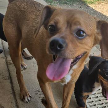 Boston Terrier and Beagle Dogs Available for Adoption in Athens, Alabama - Chevy  | PetCurious