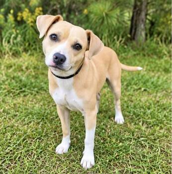 Milky Way -  Beagle and Terrier Dog for Adoption in Foley, Alabama - Milky Way | PetCurious