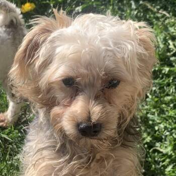 Yorkshire Terrier Dogs Available for Adoption in Danville, Vermont - Ralphie | PetCurious