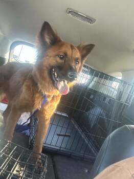 Kirby -  Chow Chow and German Shepherd Dog Dog for Adoption in Oklahoma City, Oklahoma - Kirby | PetCurious