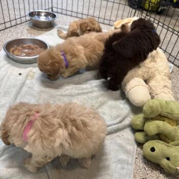 Guppy -  Poodle Dog for Adoption in West Chester, Pennsylvania - Guppy | PetCurious