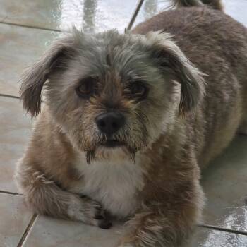 TEDDY HOPE (out of town) -  Norfolk Terrier and Lhasa Apso Dog for Adoption in New York, New York - TEDDY HOPE (out Of Town) | PetCurious