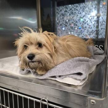 Shih Tzu Dogs Available for Adoption in Lawrenceville, Georgia - Pen 237 | PetCurious