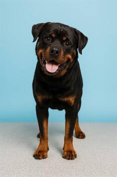 GERALD -  Rottweiler Dog for Adoption in Westminster, Maryland - GERALD | PetCurious
