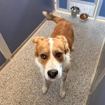 Buster -  Saint Bernard and Mixed Breed Dog for Adoption in Great Falls, Montana - Buster | PetCurious