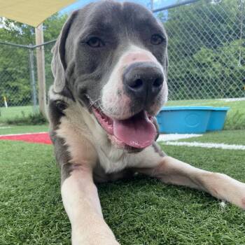Mixed Breed Dogs Available for Adoption in Batavia, Ohio - Peter | PetCurious