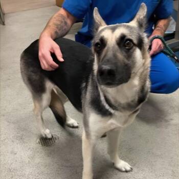 Greta -  German Shepherd Dog Dog for Adoption in Melrose, Florida - Greta | PetCurious