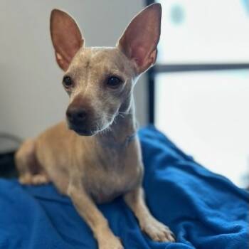 Rescue Chihuahua Dogs for Adoption in Long Beach, California - Esmeralda | PetCurious