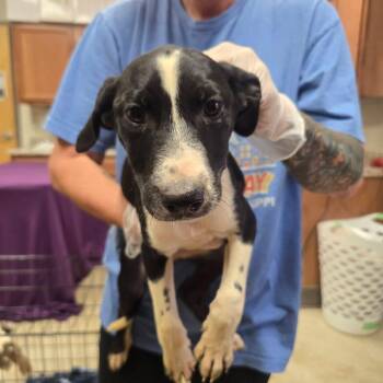 Rosie Love - 082817U -  Australian Shepherd and Mixed Breed Dog for Adoption in Tupelo, Mississippi - Rosie Love - 082817U | PetCurious
