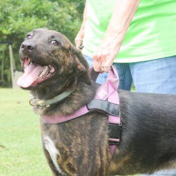Cher -  Mixed Breed Dog for Adoption in Groveland, Massachusetts - Cher | PetCurious