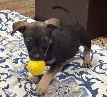 Ross -  Chihuahua Dog for Adoption in Blue Springs, Missouri - Ross | PetCurious