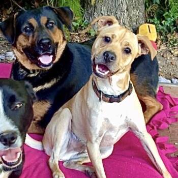 Mac Aroni - Video -  Basenji and Chihuahua Dog for Adoption in Pasadena, California - Mac Aroni - Video | PetCurious