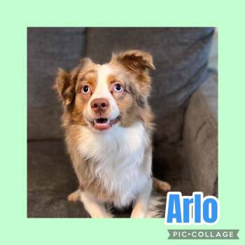 Arlo -  Australian Shepherd Dog for Adoption in Ringwood, New Jersey - Arlo | PetCurious