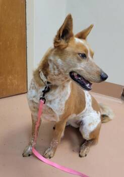 Border Collie Dogs Available for Adoption - Lulu | PetCurious