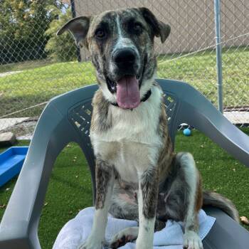 Rescue Terrier and Mixed Breed Dogs for Adoption in La Grange, Kentucky - Sarge | PetCurious