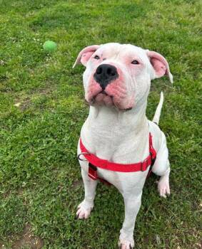 Rescue Terrier Dogs for Adoption in Middle Township, New Jersey - Ghost 2 | PetCurious